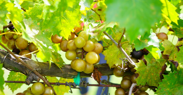 Muscadine vine (featured image)