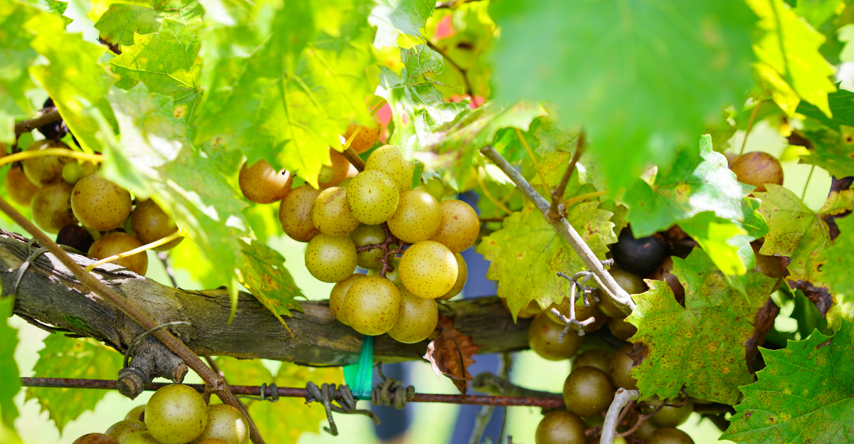 Muscadine vine (featured image)