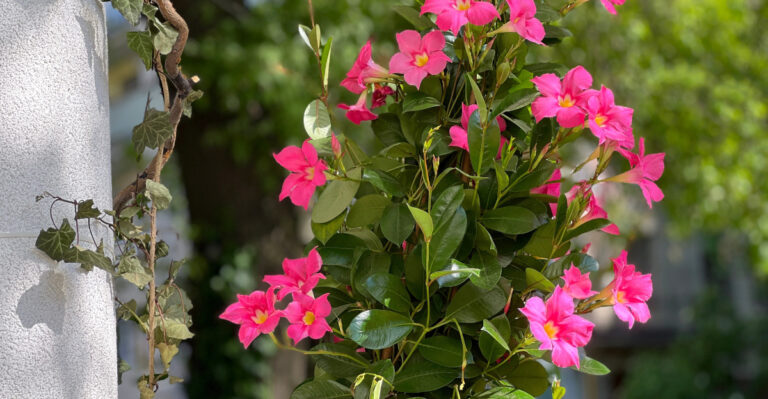 mandevilla