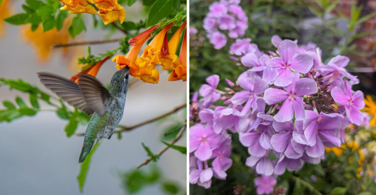 What To Leave In Your Georgia Yard This August To Keep Hummingbirds Coming