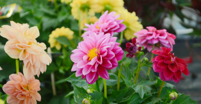 8 Dahlia Jobs Vermont Gardeners Shouldn’t Skip In August