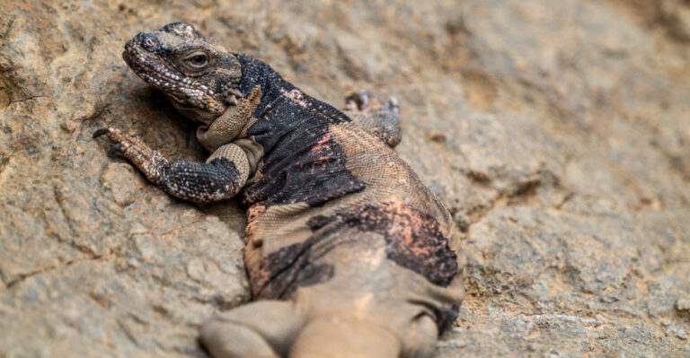 Chuckwallas (featured image)