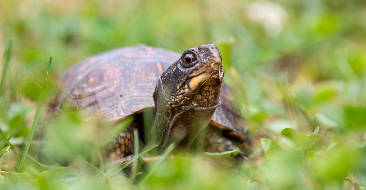 Box Turtle (featured image)