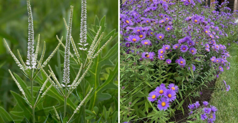 10 Native Michigan Wildflowers Worth Direct Sowing This Fall
