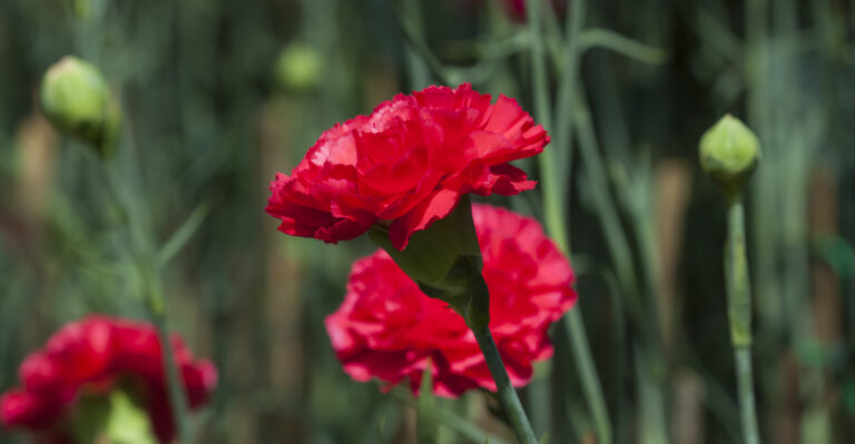 red carnation