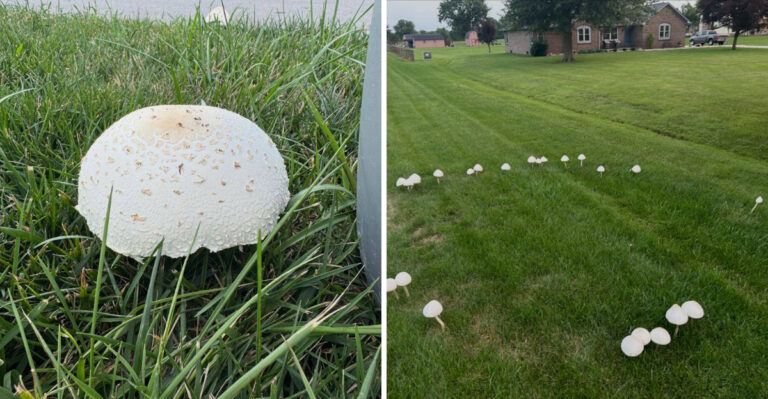 white mushrooms in garden