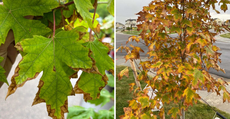 Why Ohio Maple Leaves Scorch At The Edges Every August (And When To Actually Worry)