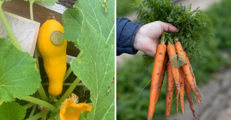 What Florida’s Fall Vegetable Garden Needs You To Plant In August