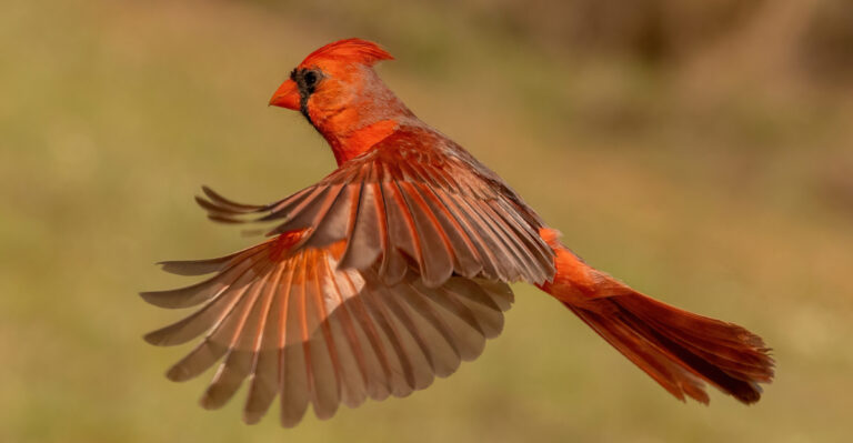 northern cardinal