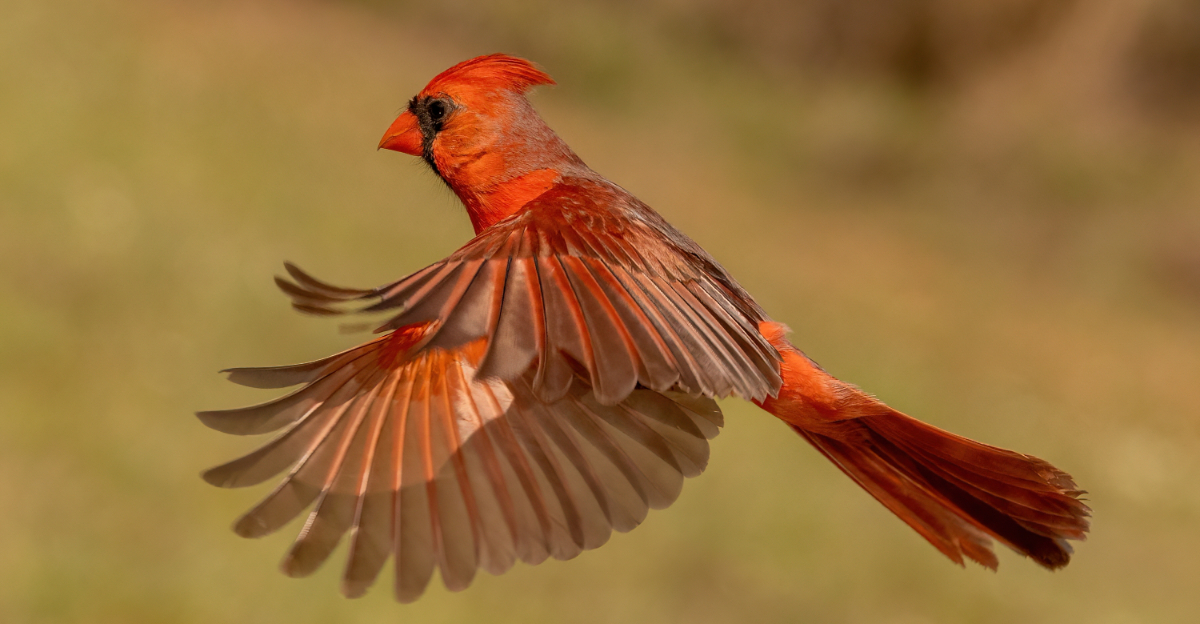 northern cardinal
