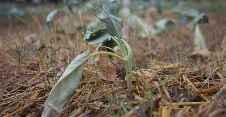 Stop Transplanting Ohio Fall Brassicas Without Shade Cloth This Weekend