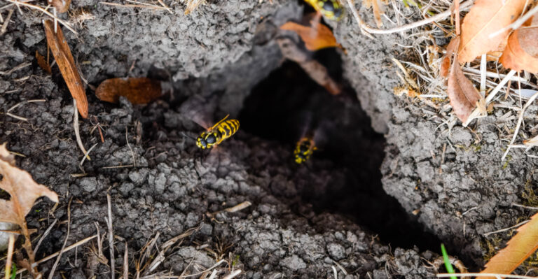 The September Yard Habit That Brings Yellowjackets Closer To Alabama Homes