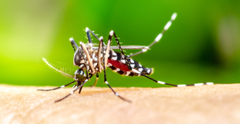 The Invasive Mosquito Idaho Officials Are Still Watching A Year Later