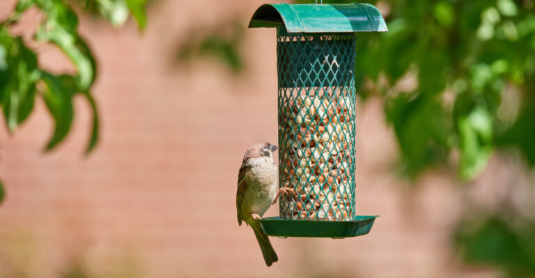 Feeder (featured image)