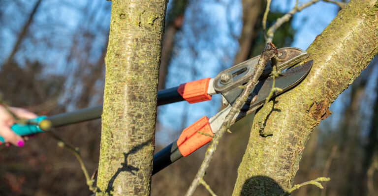 pruning tree