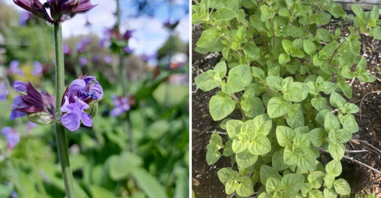 The Rat-Repelling Herbs California Gardeners Plant Before The Fall Rodent Season