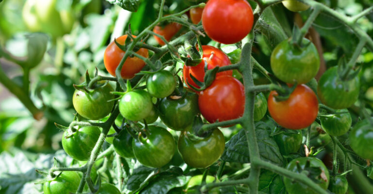 What To Do When Oregon Tomatoes Are Still Green In September