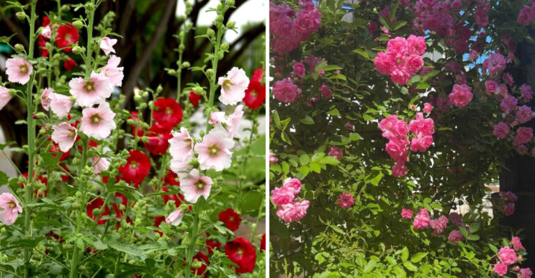 7 Old Fashioned Garden Plants Making A Comeback In North Carolina Gardens