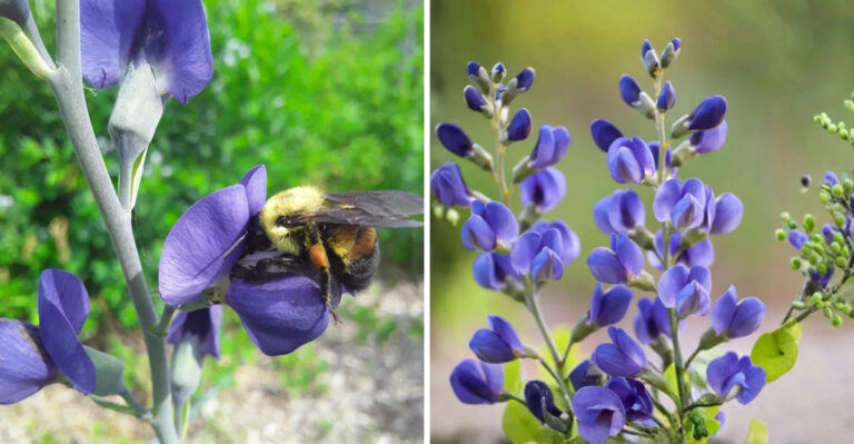The Long-Lived Perennial That Belongs In A Container On A Michigan Porch All Summer