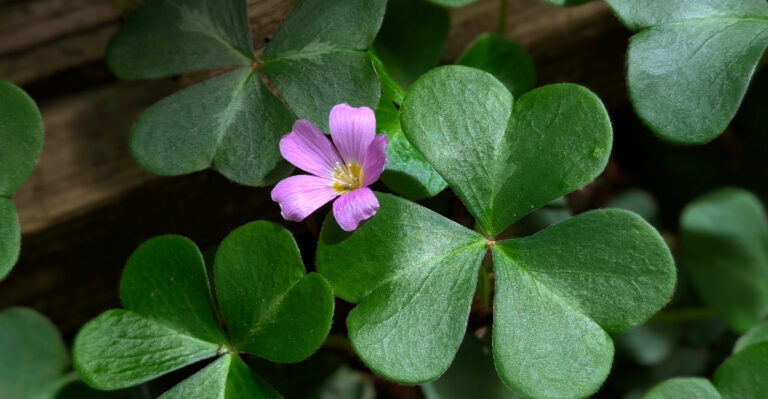 Flowering Groundcovers For Dry Shade Under Oregon Trees