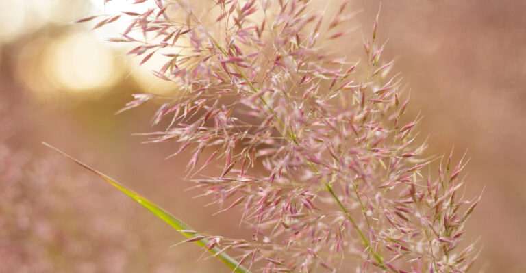 This Native Grass Could Make Your Alabama Play Area Less Inviting To Fire Ants