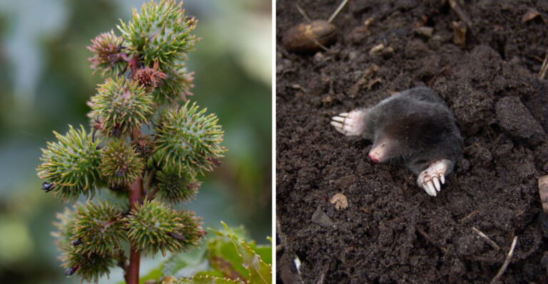 Smells That Drive Moles Away And Where To Apply Them