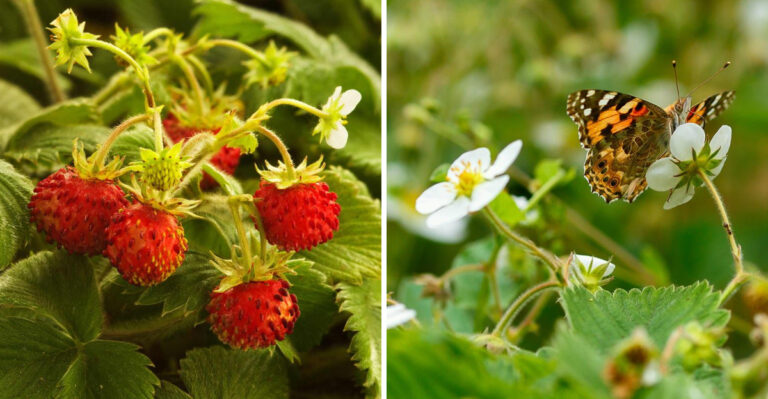 The Native California Groundcover That Spreads Aggressively In A Good Way