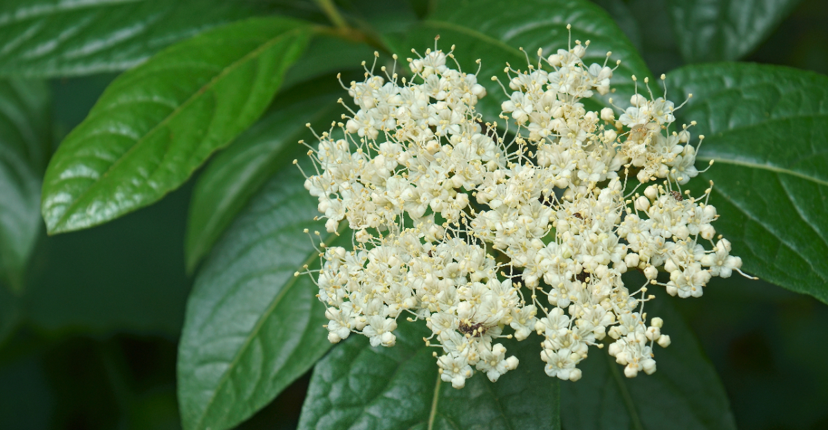 plant (featured image)