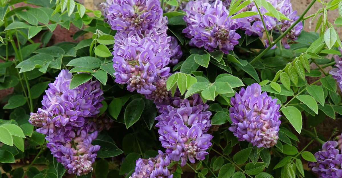 american wisteria