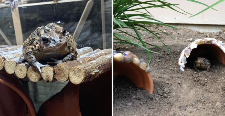 More Toads Near Your Texas Home Means Fewer Grasshoppers (Here’s How To Attract Them)
