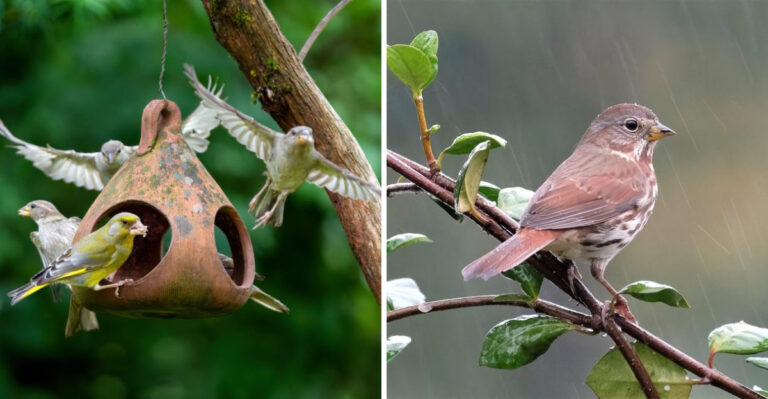 What Spotting More Birds In Your Arizona Yard Means Before A Heavy Rainstorm