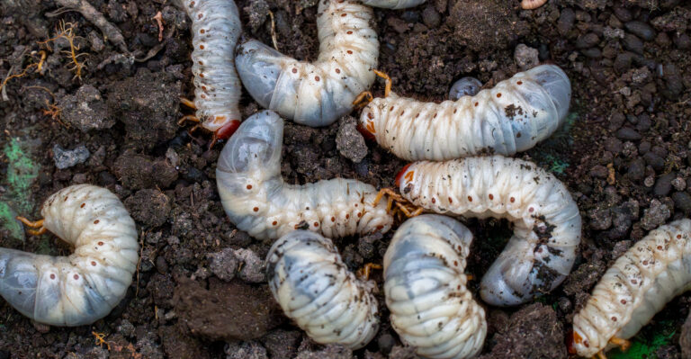 White grubs (featured image)