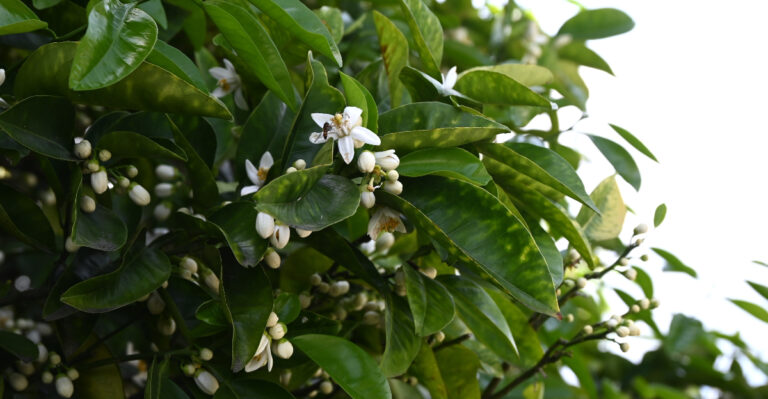 Satsuma Tree (featured image)