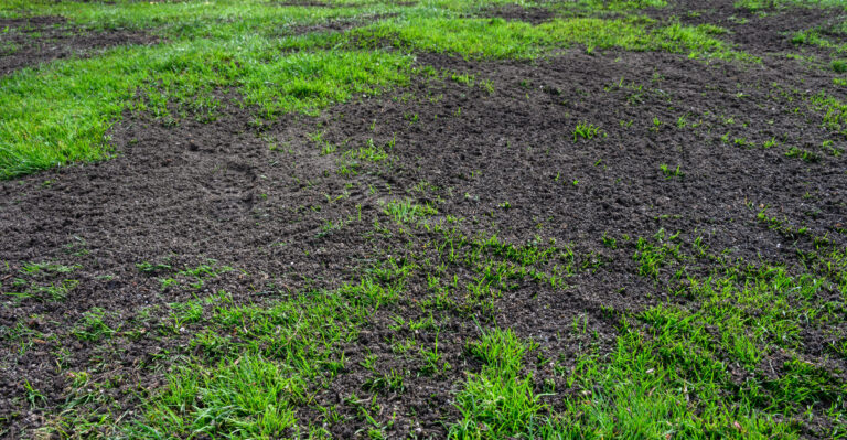 9 Reasons Your Lawn Stays Patchy Even After Reseeding