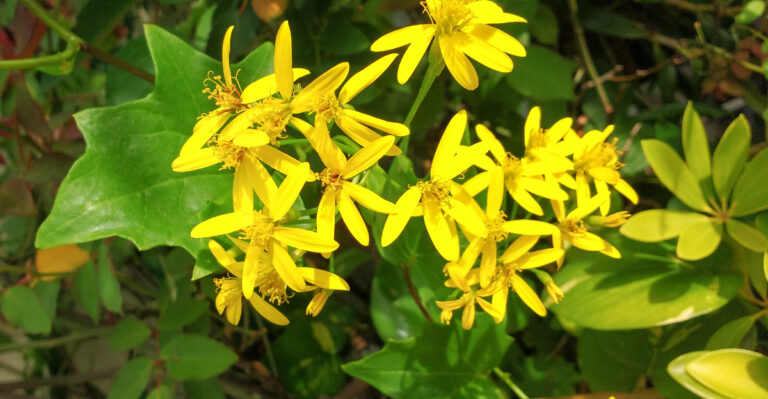 This Vine Is Being Banned In More California Counties