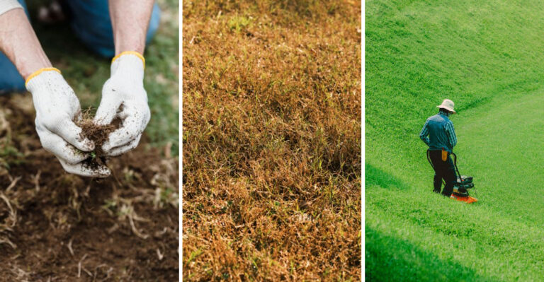 The August Lawn Moves That Separate Great Yards From Average Ones In Tennessee