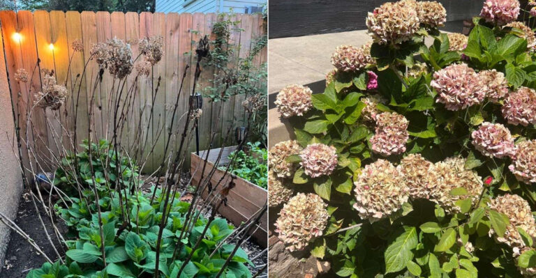 The One Thing California Hydrangeas Need In September To Rebloom Next Year