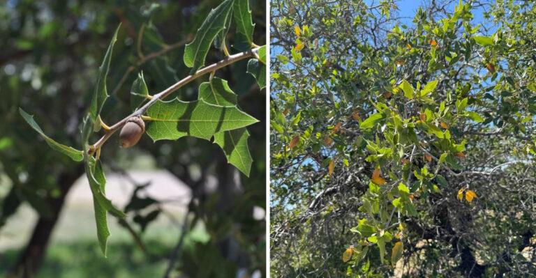 This Arizona Native Tree Gives Yards Shade Without Heavy Watering