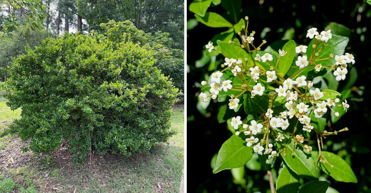 walter's viburnum