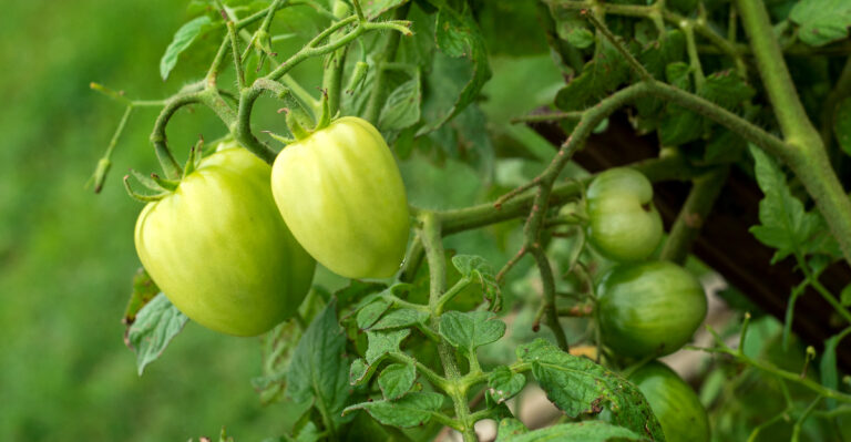 The Late-Summer Mistakes That Leave California Tomatoes Small Instead Of Full-Sized