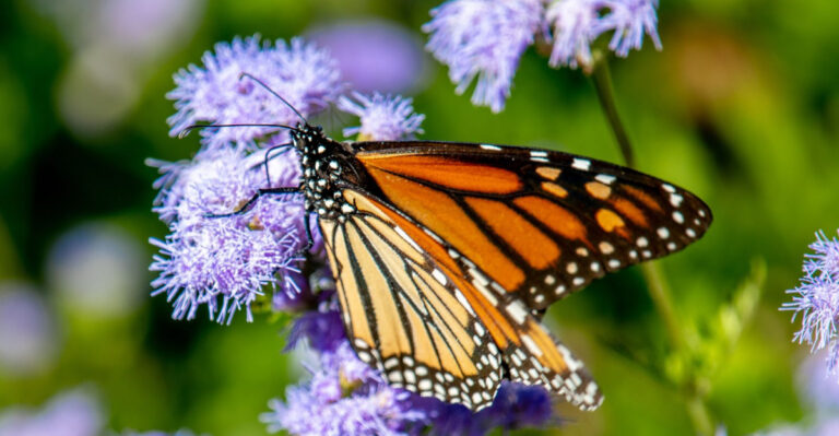 This Native Texas Plant Helps Bring Monarchs Back To Late Summer Yards
