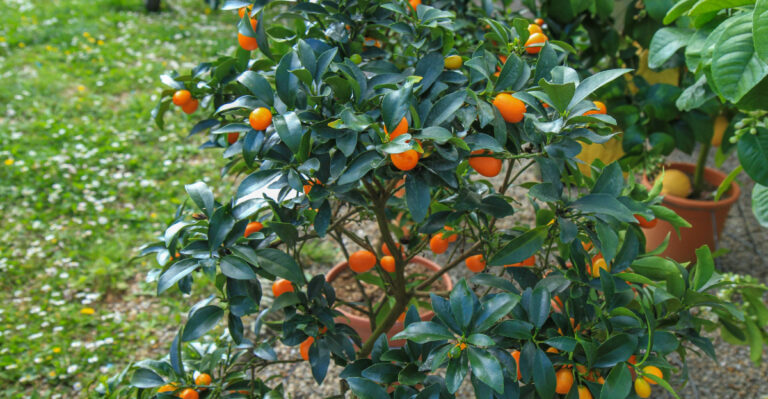 How To Tell When A California Potted Citrus Tree Has Outgrown Its Container