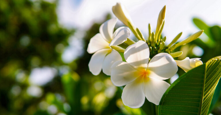 What California Plumeria Owners Should Do Before Nights Start Cooling Down
