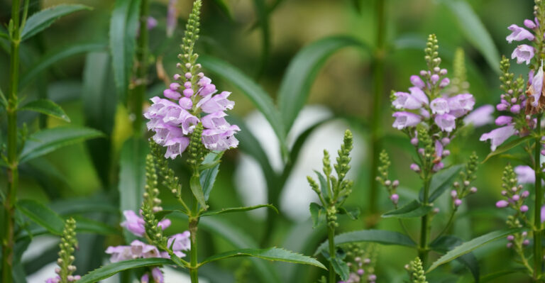 obedient plant