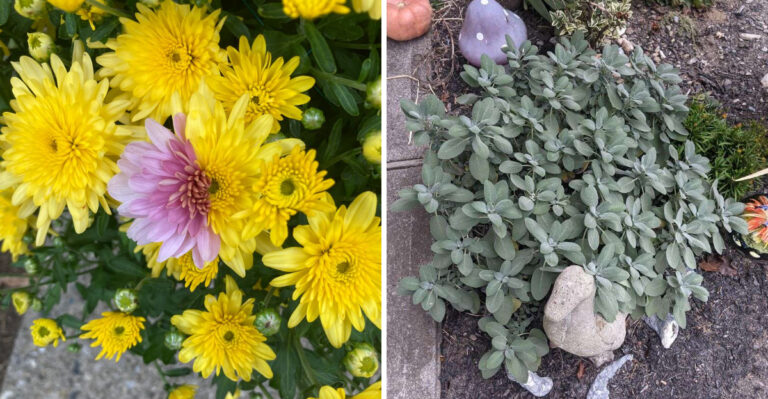 Florida Plants That Make Yards Naturally Less Attractive To Roaches
