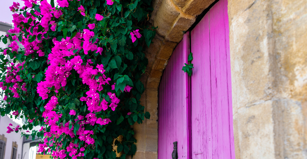 bougainvillea