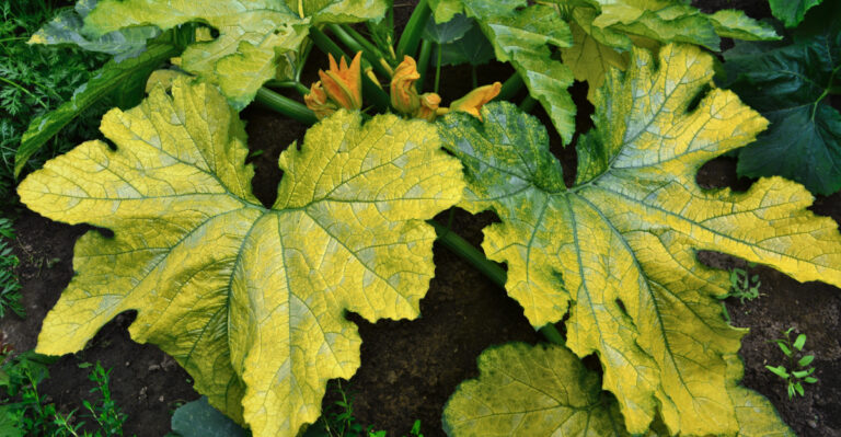 If Your Oregon Squash Leaves Are Turning Yellow, Remove These Now