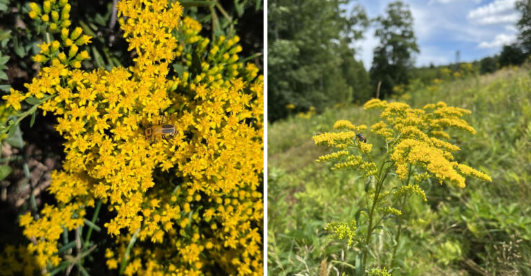 The Native Ohio Plant Most Homeowners Pull As 
A Weed That Bees Need Most In September