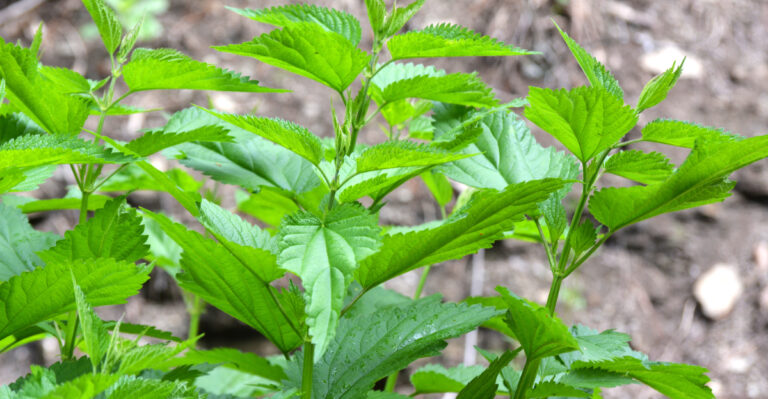 nettle