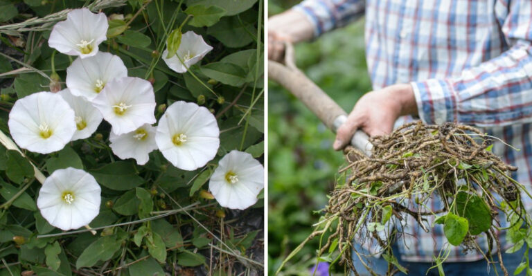 The Vegetable Garden Weed Pennsylvania Gardeners Can Never Seem To Get Rid Of